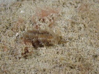 Night dive at Kata Beach, see underwater creatures at night.