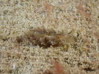 Night dive at Kata Beach, see underwater creatures at night.
