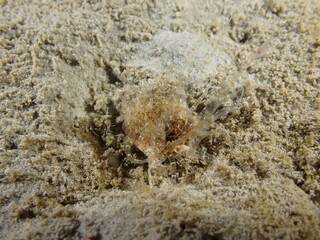 Night dive at Kata Beach, see underwater creatures at night.