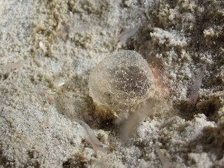 Night dive at Kata Beach, see underwater creatures at night.