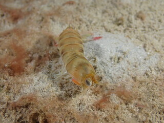 Night dive at Kata Beach, see underwater creatures at night.