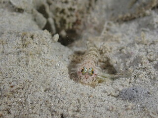 Night dive at Kata Beach, see underwater creatures at night.