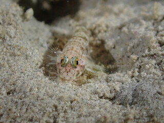 Night dive at Kata Beach, see underwater creatures at night.
