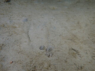 Night dive at Kata Beach, see underwater creatures at night.