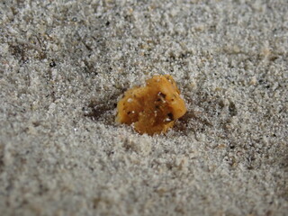 Night dive at Kata Beach, see underwater creatures at night.
