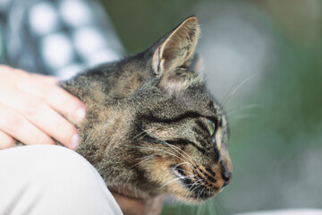 Tabby cat with striking green eyes being gently petted by a hand, creating a serene and content expression. The background is softly blurred, highlighting the cat's detailed fur pattern