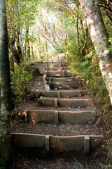 Adventurous Forest Stairs