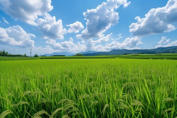 Obraz premium A rice feild background