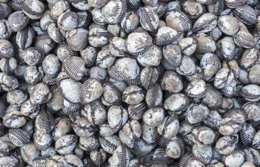 Close-up and top angle view of stacked cockles with hair and shells for sale at a fish market, South Korea
