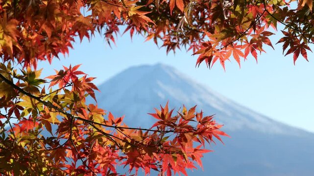 Colorful maple leaves on the tree, mountain Fuji peak seen blurred on background. Scenic nature views at parks around lake Kawaguchiko in autumn season, wonderful time to travel at Japan