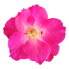 Beautiful Pink Rose Flower Image