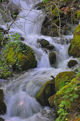 Water stream flowing into the forest in Yedi Goller (Seven Lakes) National Park, Bolu, Turkey