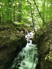 Obraz premium Water stream flowing into the forest in Yedi Goller (Seven Lakes) National Park, Bolu, Turkey