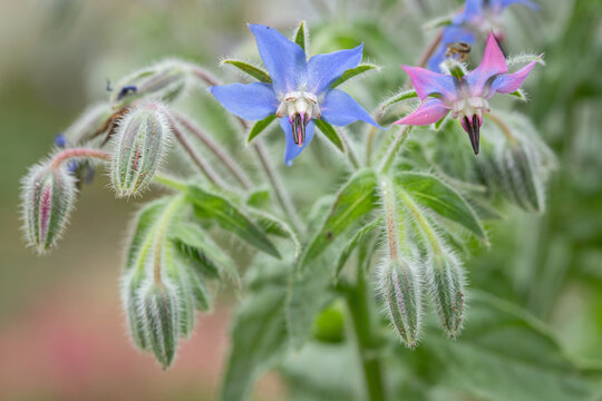 Blue and pink starflower blossoms (Borago officinalis). Use as kitchen herb.