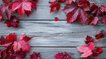Autumn flat lay with red girlish grape leaves on gray wooden surface top view