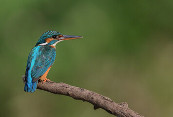 Common Kingfisher a beautiful and active bird, one of the most colorful birds. 