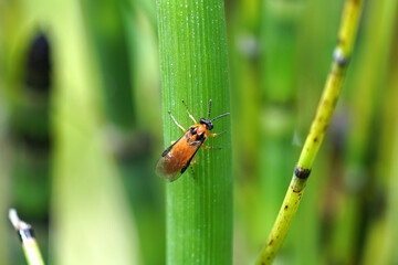 Turnip sawfly (Athalia rosae), family Common sawflies (Tenthredinidae). On Equisetum Hyemale, Equisetum japonica, Dutch Rush. Summer, July, Netherlands.