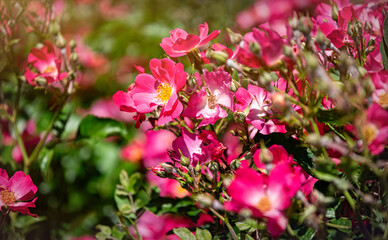 Beautiful English blooming rose garden	