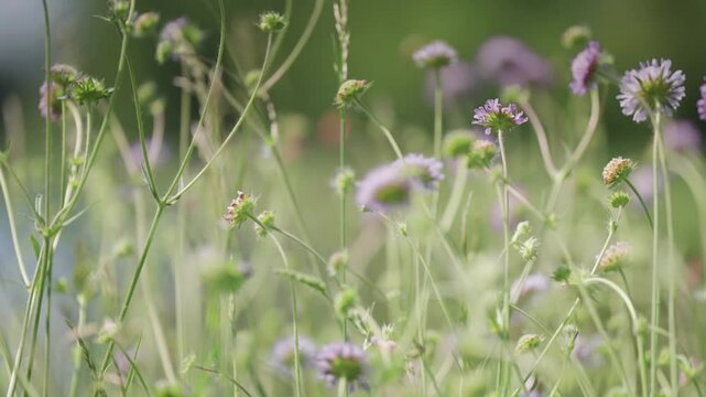 Bees and insects flock above the colorful purple flowers blooming on the lush green autumn meadow. Parallax video.