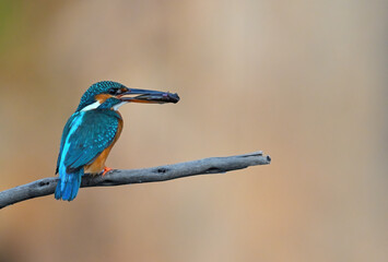 Common Kingfisher a beautiful and active bird, one of the most colorful birds. 