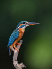 Common Kingfisher a beautiful and active bird, one of the most colorful birds. 