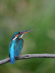 Common Kingfisher a beautiful and active bird, one of the most colorful birds. 