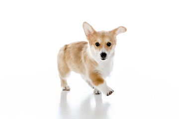 Welsh Corgi Pembroke on a white background