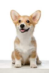 Welsh Corgi Pembroke on a white background