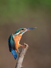 Common Kingfisher a beautiful and active bird, one of the most colorful birds. 