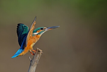 Common Kingfisher a beautiful and active bird, one of the most colorful birds. 