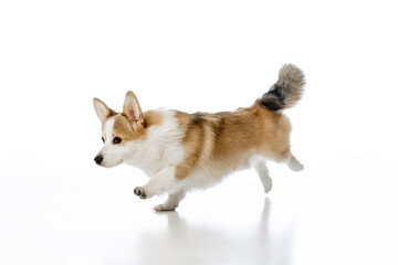 Welsh Corgi Pembroke on a white background