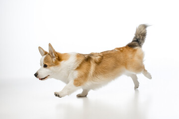 Welsh Corgi Pembroke on a white background