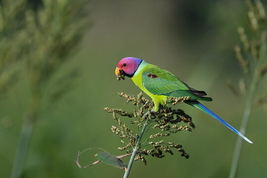 Plum-headed Parakeet - A Beautiful bird from parakeet family and found throughout Indian subcontinent. 