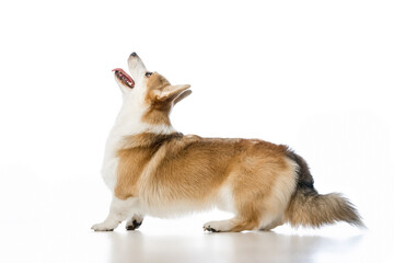 Welsh Corgi Pembroke on a white background