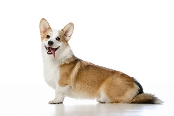 Welsh Corgi Pembroke on a white background