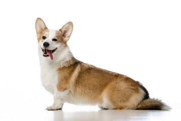 Welsh Corgi Pembroke on a white background