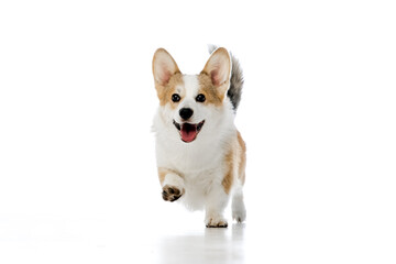 Welsh Corgi Pembroke on a white background