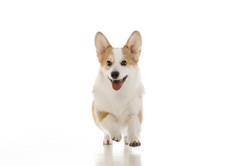 Welsh Corgi Pembroke on a white background