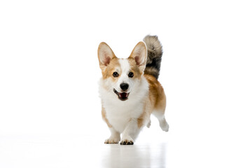 Welsh Corgi Pembroke on a white background