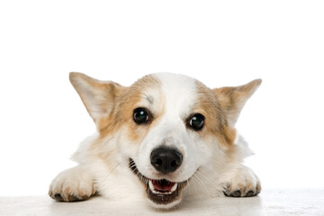 Welsh Corgi Pembroke on a white background