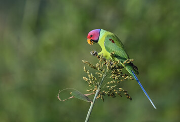 Plum-headed Parakeet - A Beautiful bird from parakeet family and found throughout Indian subcontinent. 