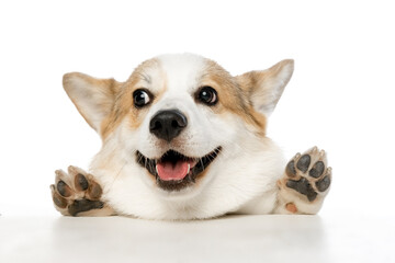 Welsh Corgi Pembroke on a white background