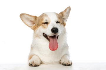 Welsh Corgi Pembroke on a white background