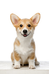 Welsh Corgi Pembroke on a white background
