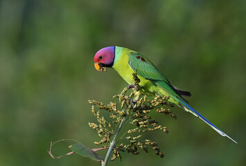 Plum-headed Parakeet - A Beautiful bird from parakeet family and found throughout Indian subcontinent. 