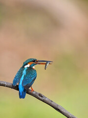 Common Kingfisher a beautiful and active bird, one of the most colorful birds. 