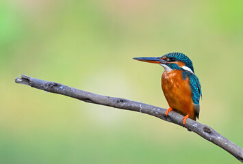 Common Kingfisher a beautiful and active bird, one of the most colorful birds. 