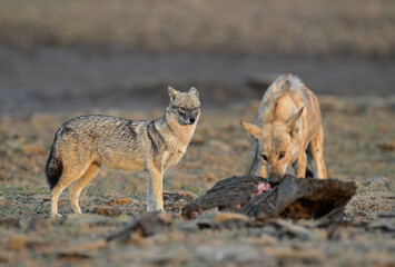 Fototapeta premium Indian Wolf and Golden Jackal sharing their meal together, a kill by Grey wolf.