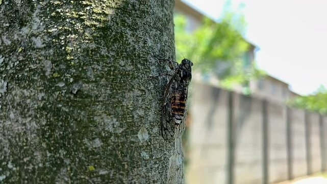 cicada calling on tree in summer. High quality 4k footage