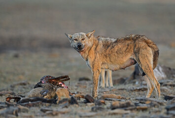 Indian Wolf is a subspecies of gray wolf that ranges from Southwest Asia to the Indian subcontinent and  is one of the most endangered specie.